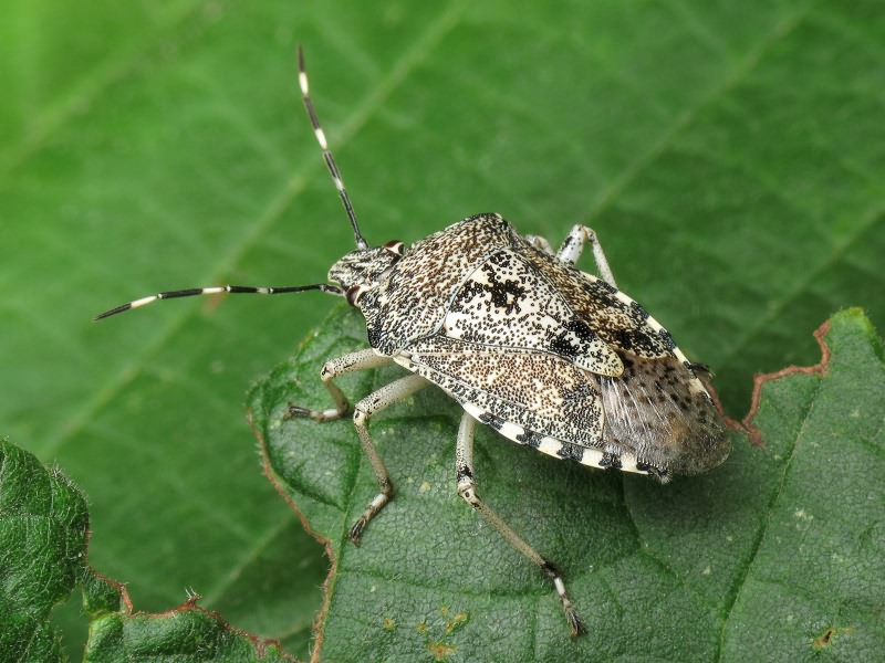 Rhaphigaster nebulosa (Poda, 1761)